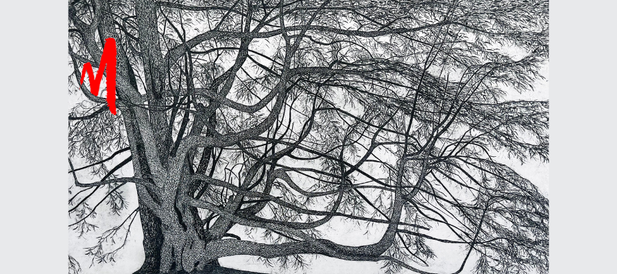 Federica Galli, Il cedro di Gorla Minore, 1976